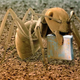Image for article titled Photos of the Amazing and Gruesome World Under a Microscope